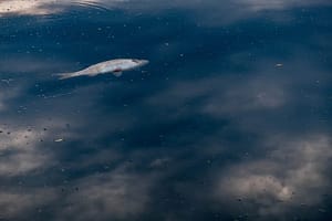 Lire la suite à propos de l’article Pollution de l’Aulne: la CLCV du Finistère porte plainte et demande que des mesures efficaces soient prises
